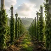 Journey to Growth