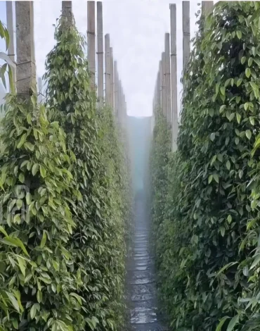 g13
