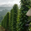 Pepper Plantation Success