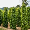 Pepper Farm Transformations