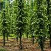 Pepper Farm Transformations