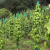 Pepper Plantation Success