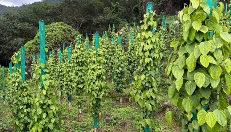 Pepper Plantation Success